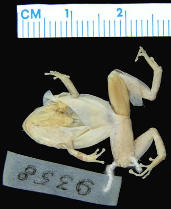 Media type: image; Herpetology A-9358